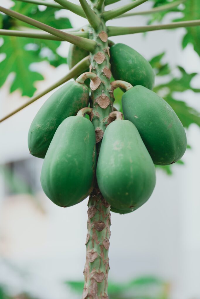 Scientific name of Papaya