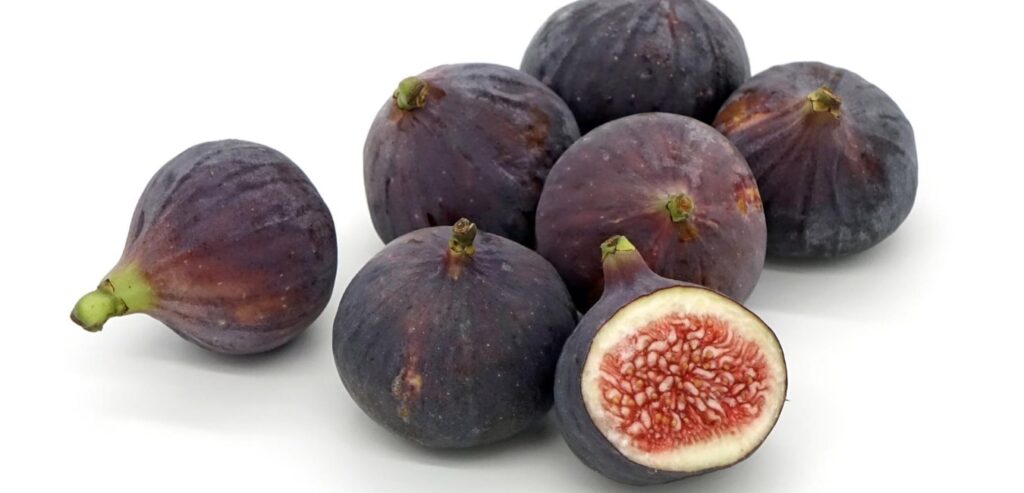 Botanical name of fig