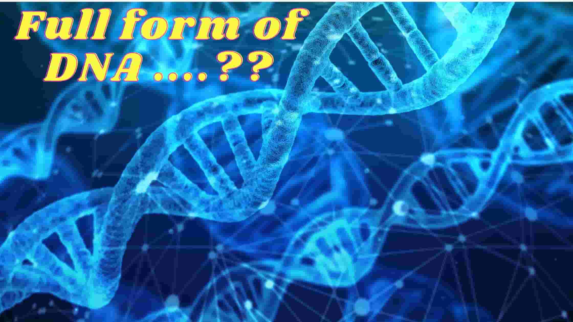 Full form of DNA