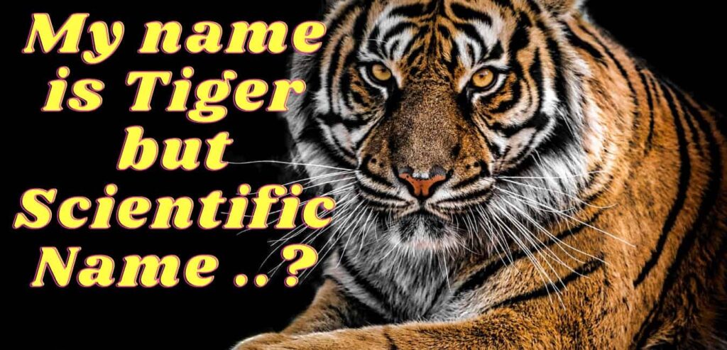 The Scientific Name of Tiger in English - Name only