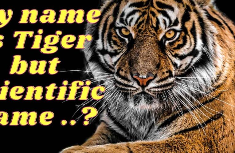 The Scientific Name of Tiger in English