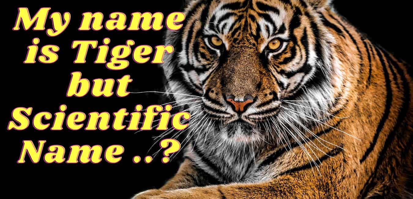 Scientific-name-of-Tiger