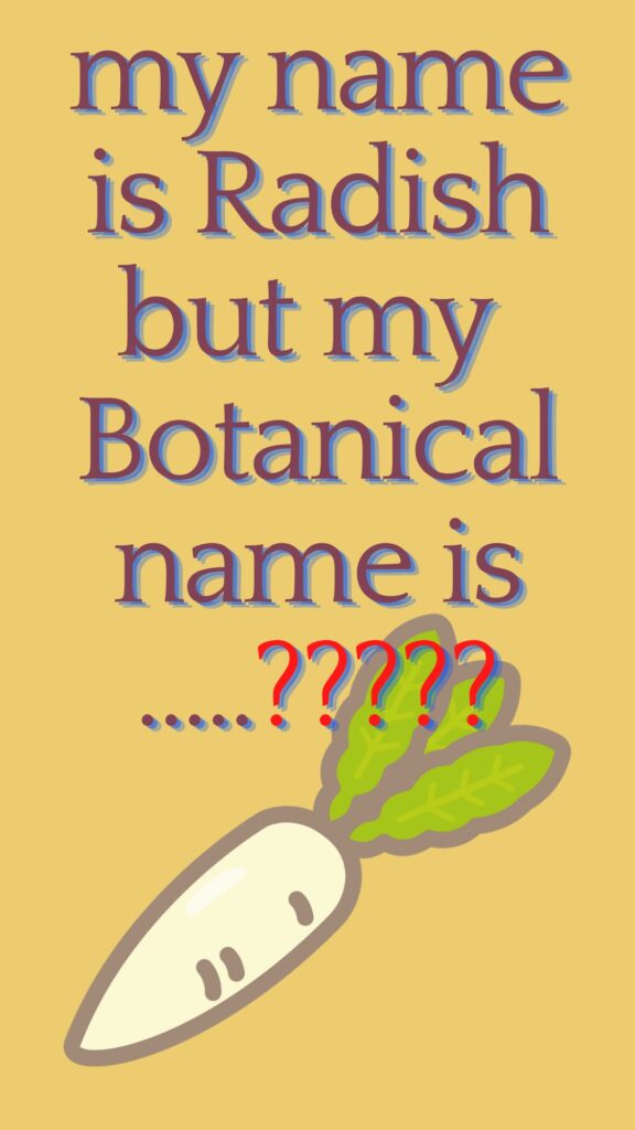 Botanical name of Radish
