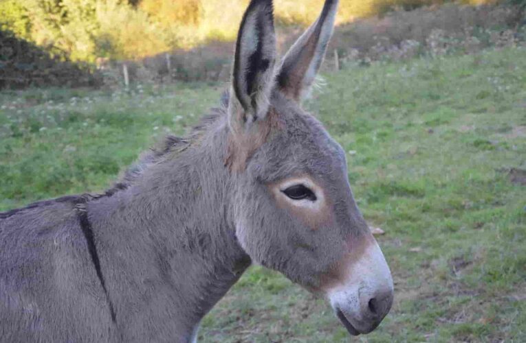 The scientific name of Donkey and Horse