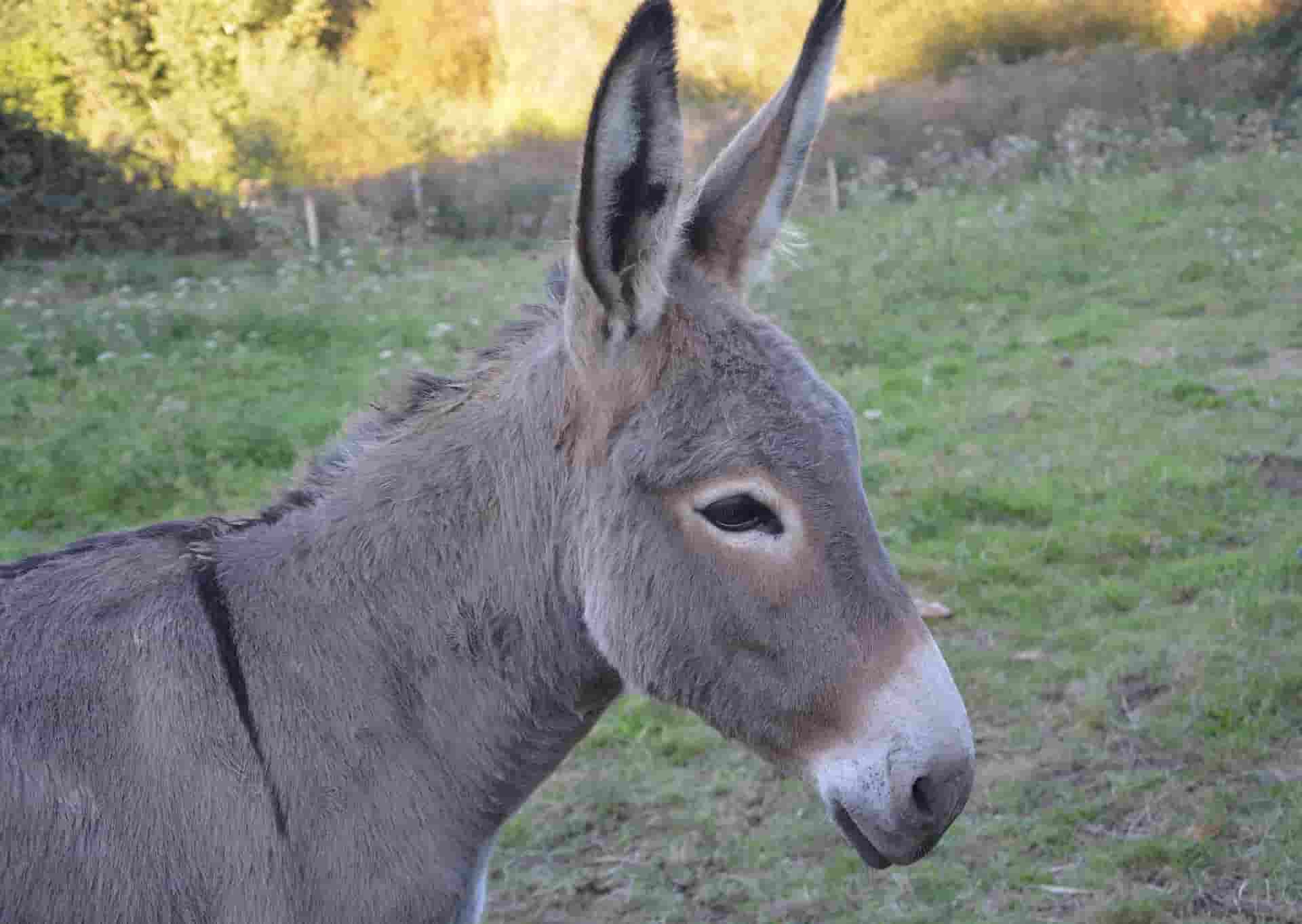 scientific-name-of-donkey