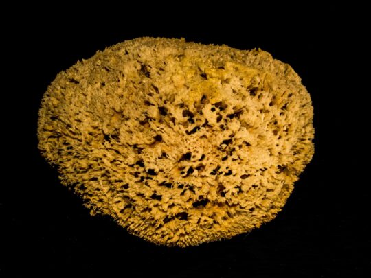 The scientific name of the Sea sponge and its family