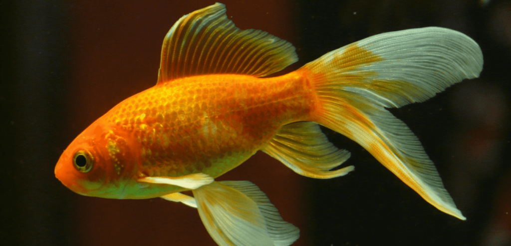 goldfish ka scientific name