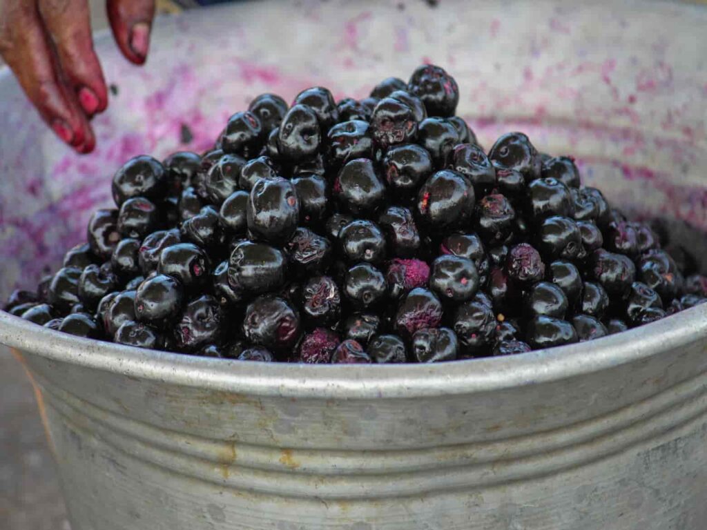 botanical name of berries (Jamun)