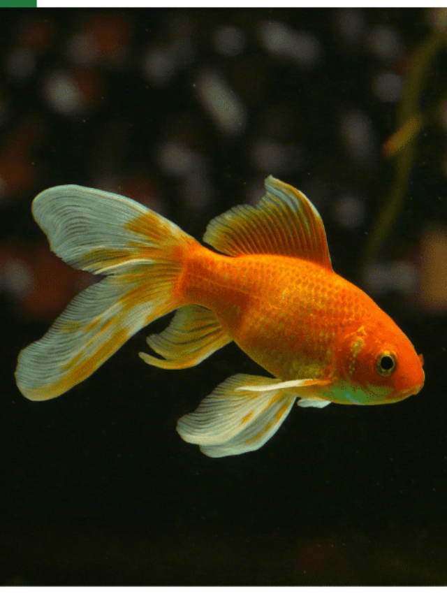 Scientific name of Goldfish