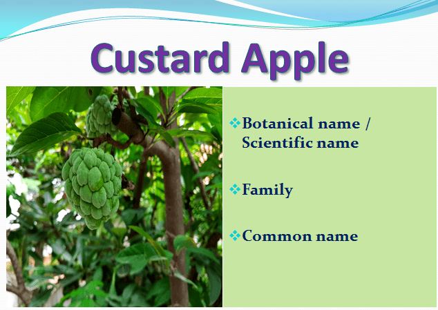 What is the Botanical name of Sitafal (Custard apple)? - Name only