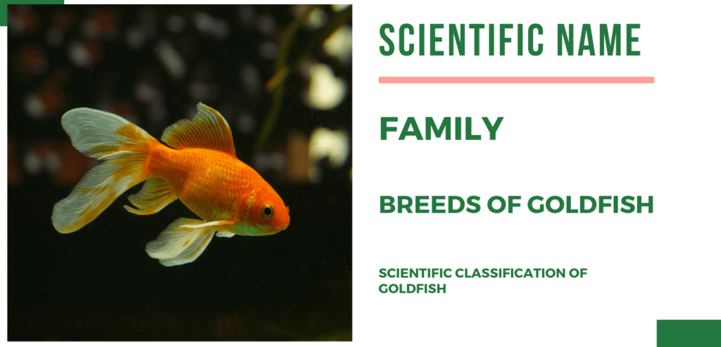 Goldfish ka scientific name