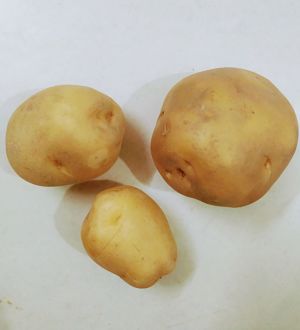 Botanical-name-of-Potato