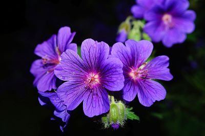 Flowers-botanical-name