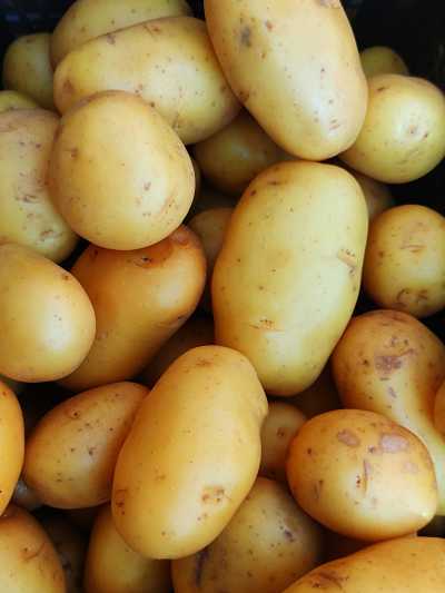 Scientific name of Potato