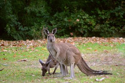 australia national animal