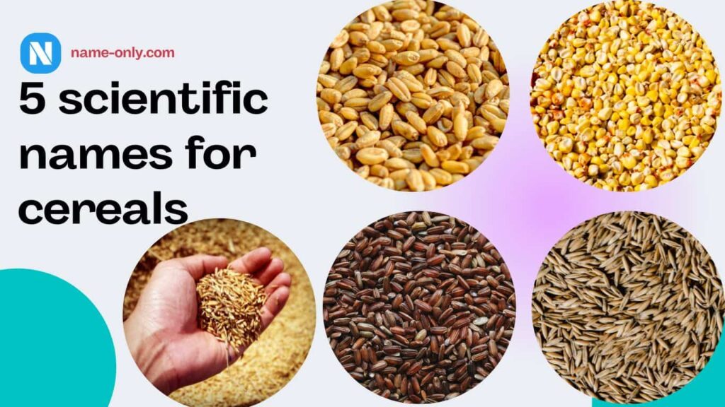 5 scientific names for cereals