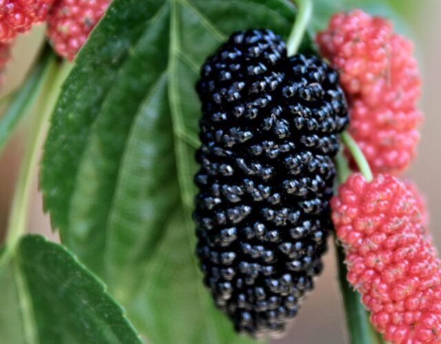 What is the scientific name of mulberry tree?