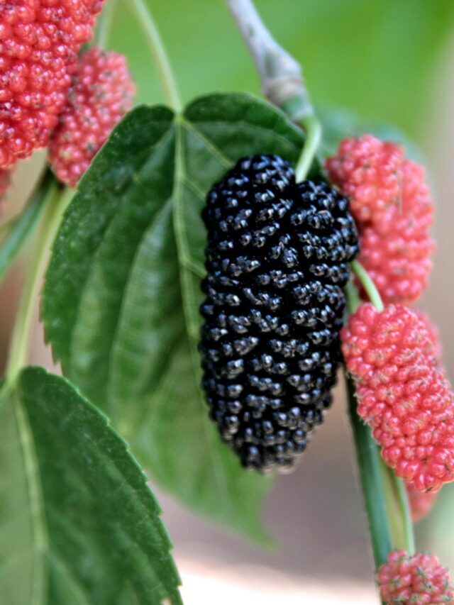 What is the scientific name of mulberry tree?