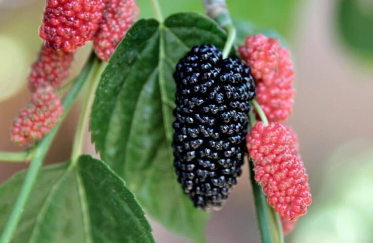 Mulberry tree । What is the scientific name of mulberry tree?