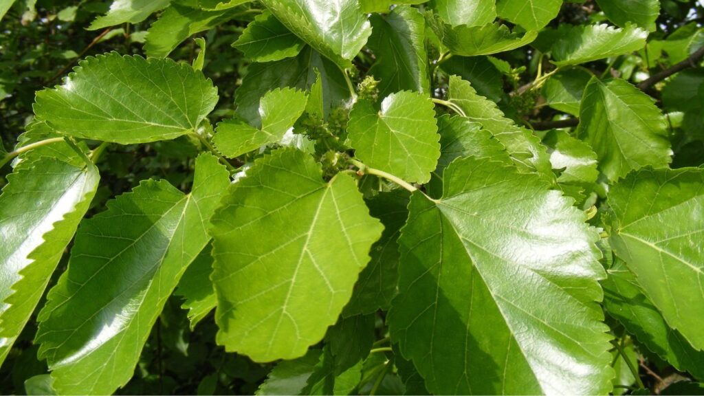 mulberry tree leaves