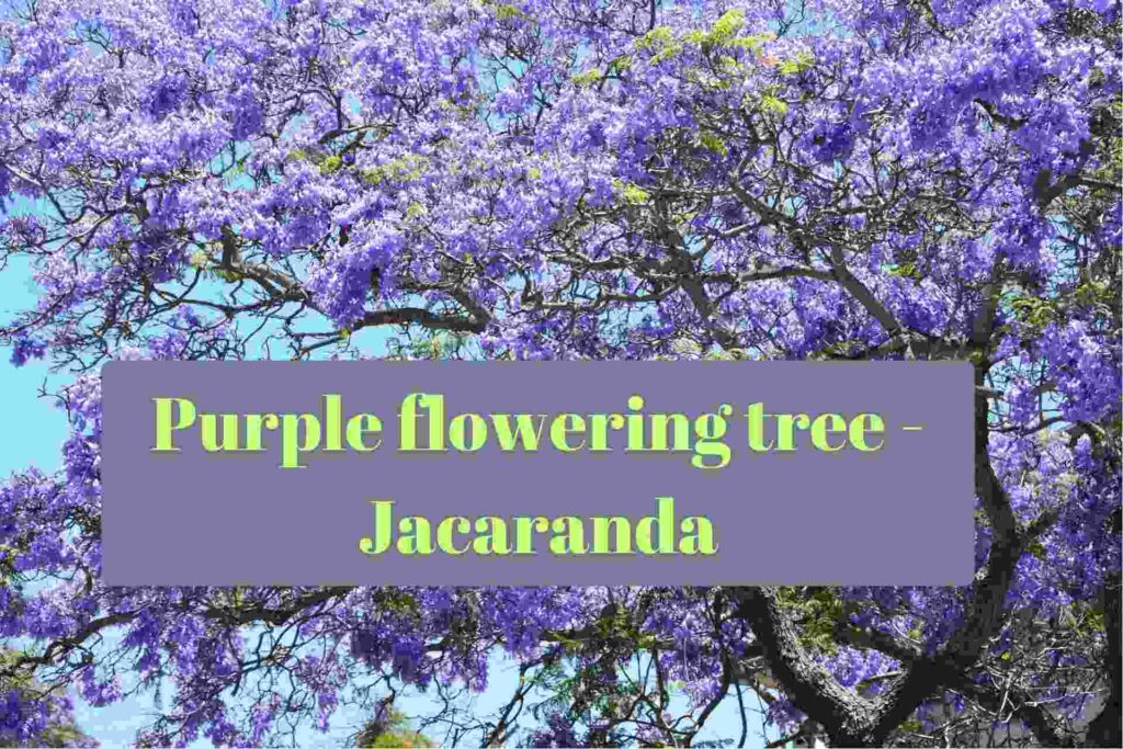 Purple flowering tree name
