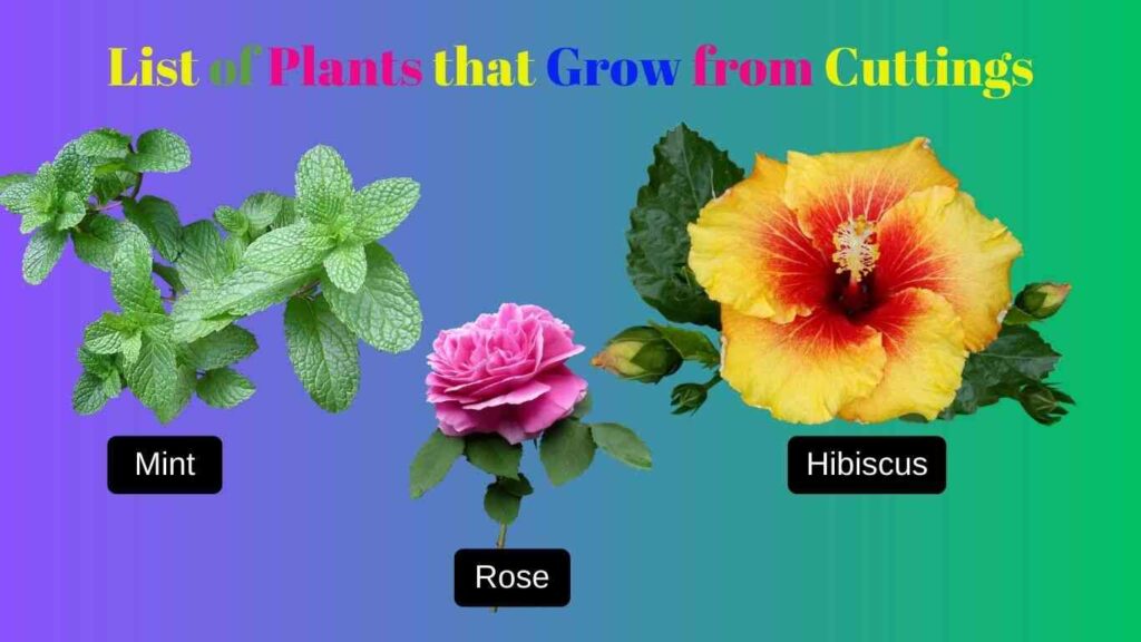 List of Plants that Grow from Cuttings